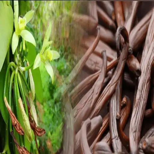 Play vanilla cultivation APK Play vanilla cultivation APK