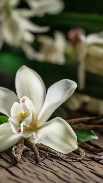 Play Vanilla Wallpaper as an online game Vanilla Wallpaper with UptoPlay