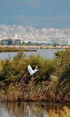 Play Vardar River Wallpaper