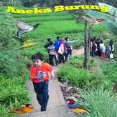 Free play online Various birds APK Free play online Various birds APK