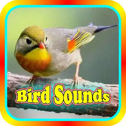 Play Various bird sounds APK