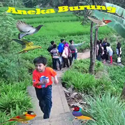 Play Various birds