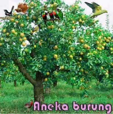 Play Various birds