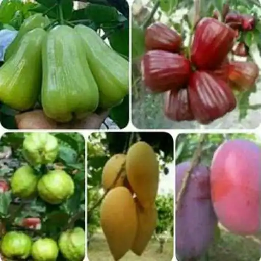 Play various fruit plants APK Play various fruit plants APK