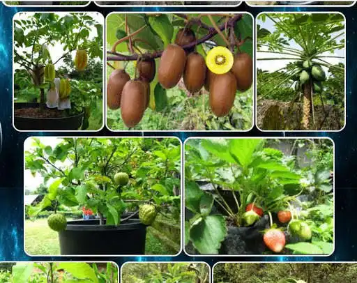Play various fruit plants  and enjoy various fruit plants with UptoPlay