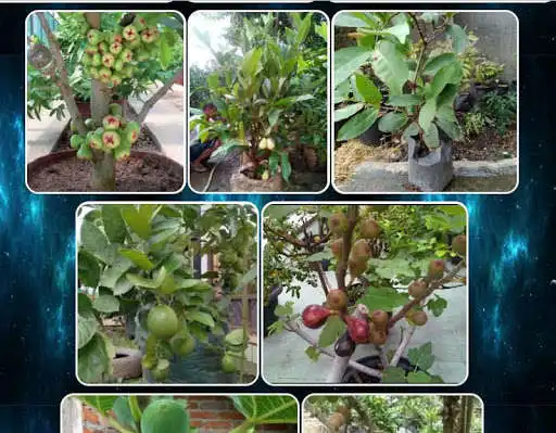 Play various fruit plants as an online game various fruit plants with UptoPlay