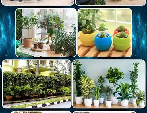 Play various ornamental plants as an online game online various ornamental plants with UptoPlay com.variousornamentalplants.RatnaAPK Play various ornamental plants as an online game various ornamental plants with UptoPlay