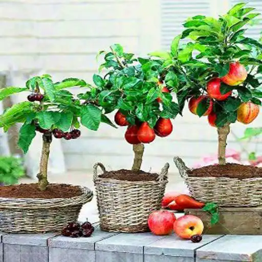 Play various tabulampot plants APK