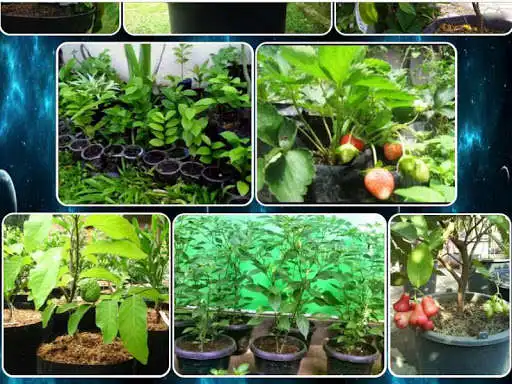 Play various tabulampot plants and enjoy various tabulampot plants with UptoPlay Play various tabulampot plants and enjoy various tabulampot plants with UptoPlay