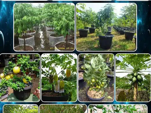 Play various tabulampot plants as an online game online various tabulampot plants with UptoPlay com.varioustabulampotplants.RatnaAPK Play various tabulampot plants as an online game various tabulampot plants with UptoPlay