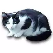 Free play online vCat APK Free play online vCat APK