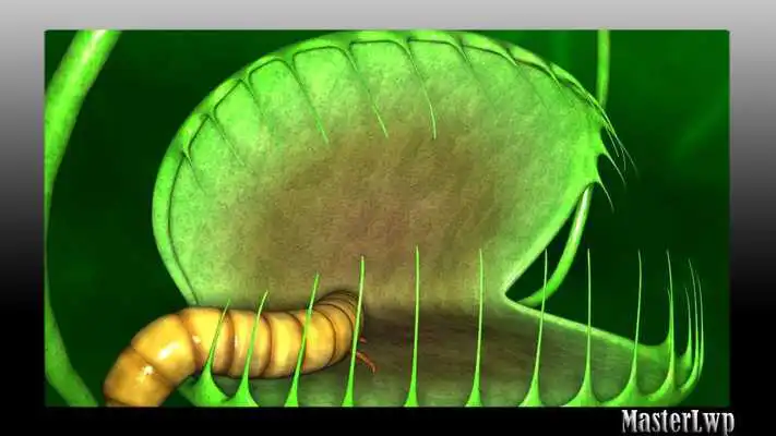 Play Venus Flytrap Wallpaper Play Venus Flytrap Wallpaper