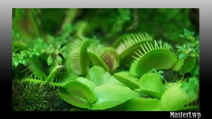 Play Venus Flytrap Wallpaper Play Venus Flytrap Wallpaper