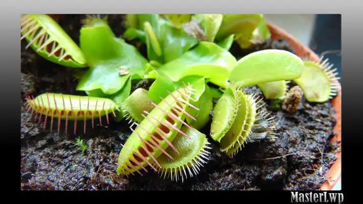 Play Venus Flytrap Wallpaper Play Venus Flytrap Wallpaper