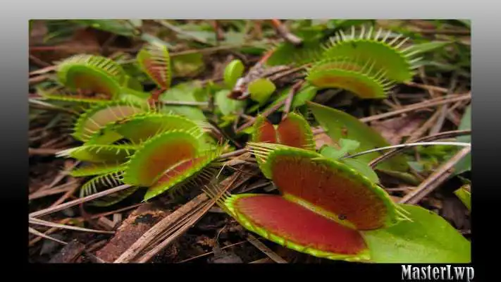 Play Venus Flytrap Wallpaper Play Venus Flytrap Wallpaper