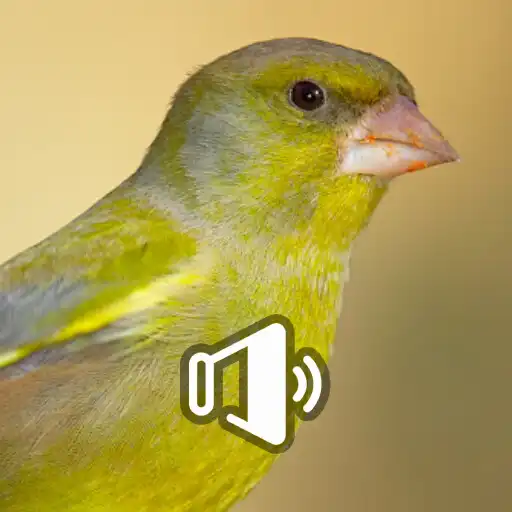 Play verderón cantando APK