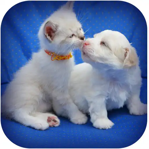 Play Very funny animals and comedy videos in tamil APK Play Very funny animals and comedy videos in tamil APK