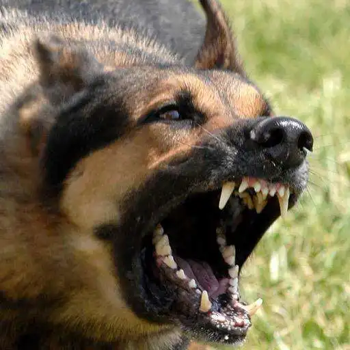 Free play online Vicious Dogs Wallpaper Images APK Free play online Vicious Dogs Wallpaper Images APK