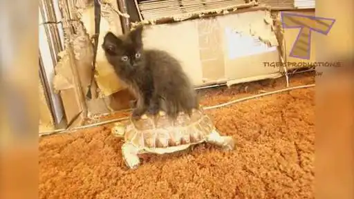 Play Videos chistosos y graciosos XD  and enjoy Videos chistosos y graciosos XD with UptoPlay