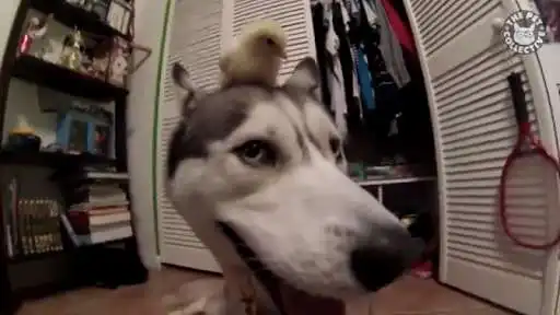 Play Videos chistosos y graciosos XD as an online game Videos chistosos y graciosos XD with UptoPlay