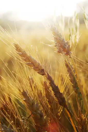 Play Video Summer Live Wallpaper  and enjoy Video Summer Live Wallpaper with UptoPlay