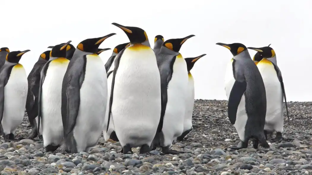 Play Video Touch - Birds as an online game Video Touch - Birds with UptoPlay