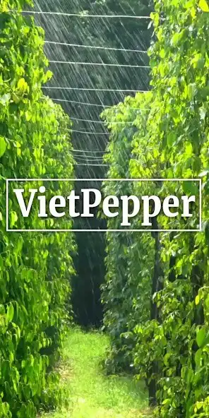 Play VietPepper  and enjoy VietPepper with UptoPlay