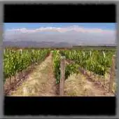 Free play online Vineyards Wallpaper APK Free play online Vineyards Wallpaper APK