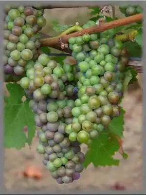 Play Vineyards Wallpaper