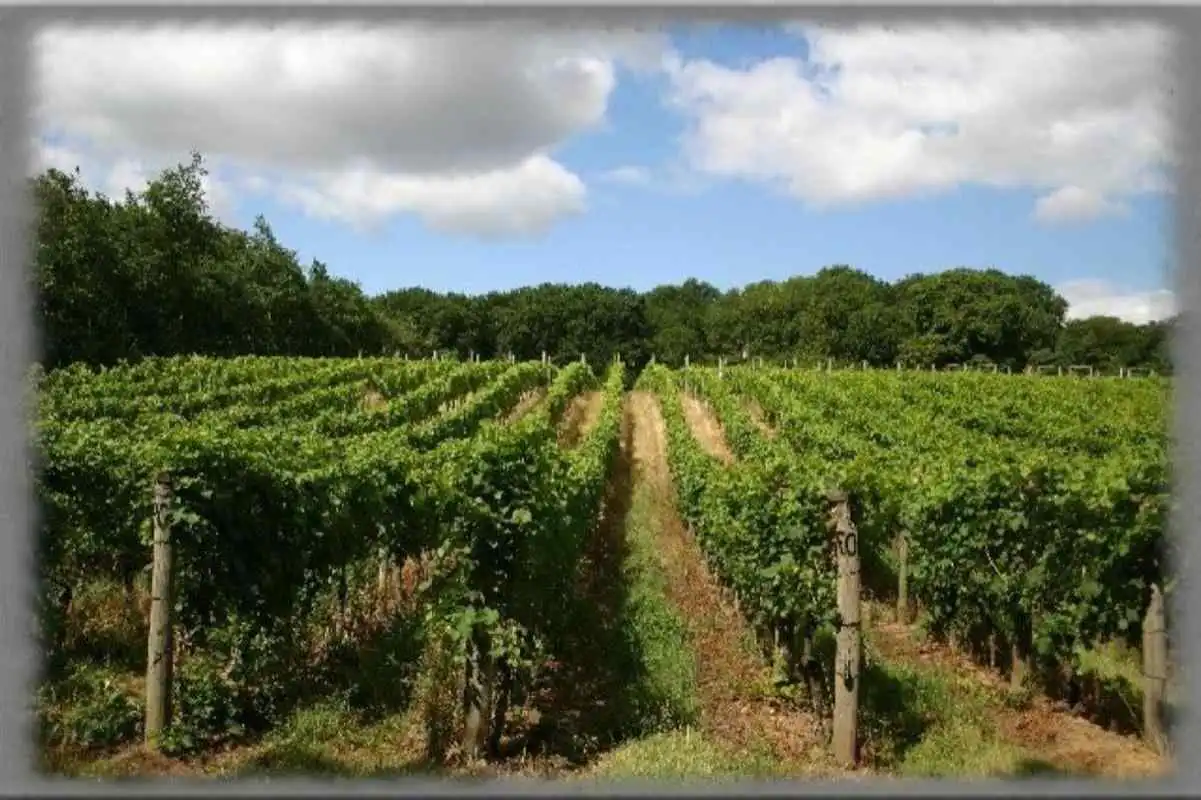 Play Vineyards Wallpaper