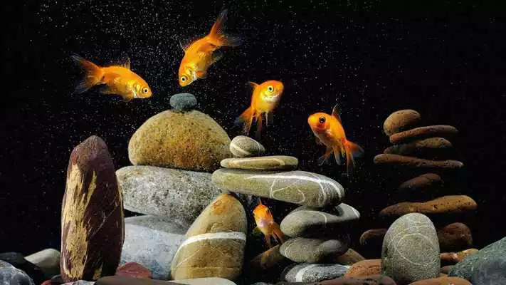 Play Vintage aquarium. Wallpapers