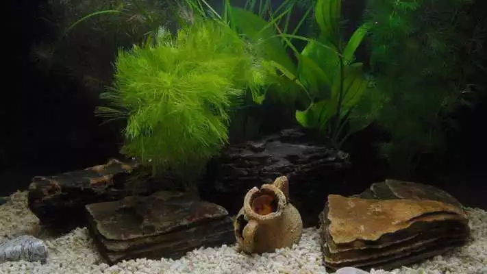 Play Vintage aquarium. Wallpapers