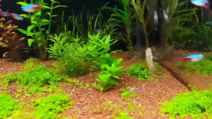 Play Vintage aquarium. Wallpapers