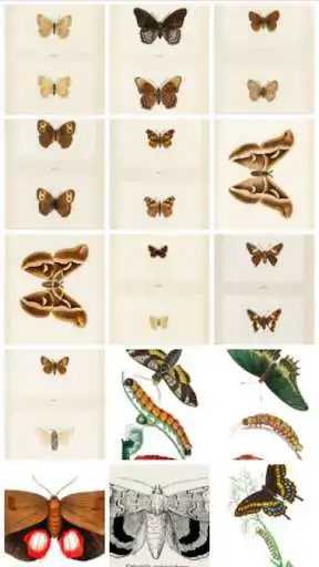 Play Vintage Butterfly Images  and enjoy Vintage Butterfly Images with UptoPlay
