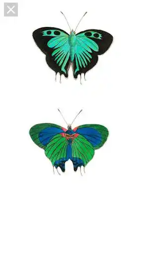 Play Vintage Butterfly Images as an online game Vintage Butterfly Images with UptoPlay