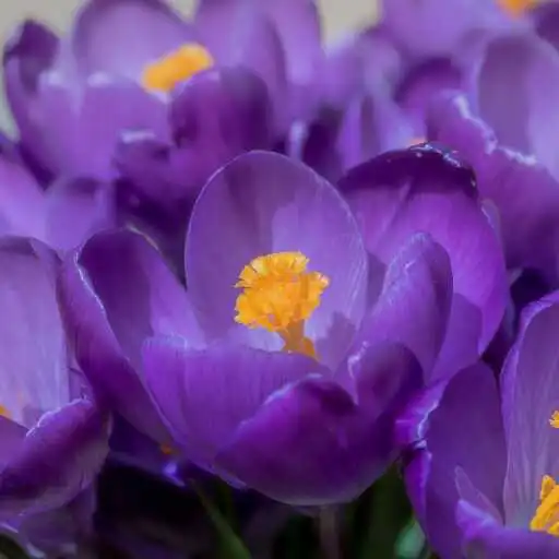 Play Violet flower Wallpaper APK