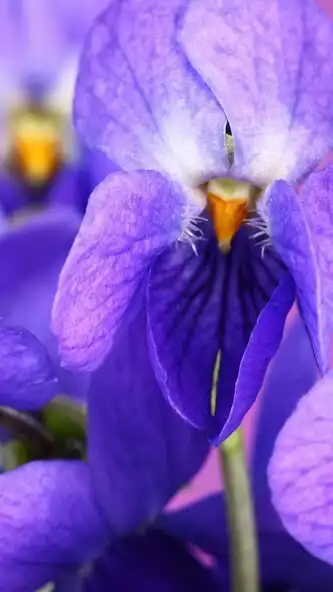 Play Violet flower Wallpaper  and enjoy Violet flower Wallpaper with UptoPlay