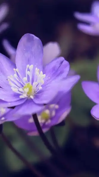 Play Violet flower Wallpaper as an online game Violet flower Wallpaper with UptoPlay