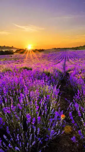 Play Violet Wallpapers  and enjoy Violet Wallpapers with UptoPlay