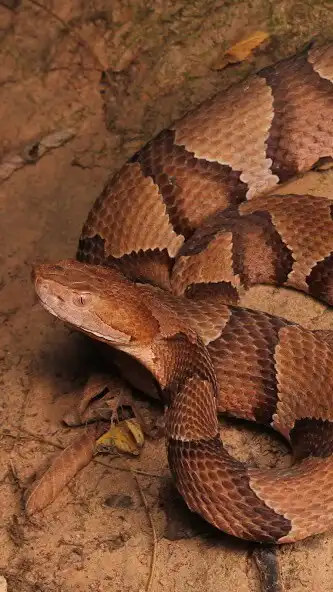 Play Viper Wallpaper  and enjoy Viper Wallpaper with UptoPlay