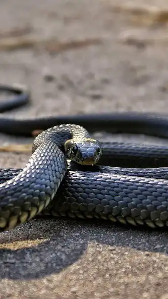 Play Viper Wallpaper as an online game Viper Wallpaper with UptoPlay