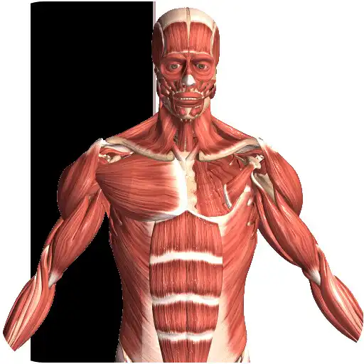Play Visual Anatomy 2 APK Play Visual Anatomy 2 APK