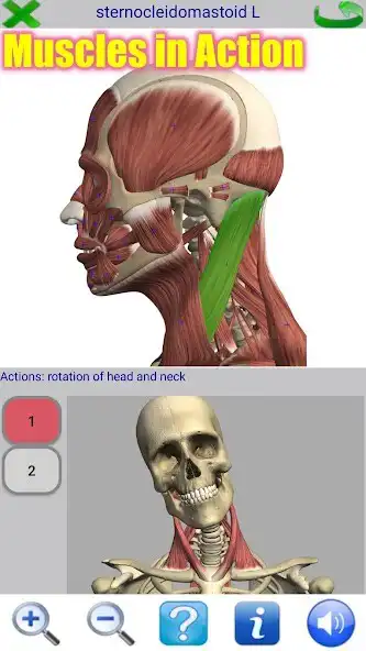 Play Visual Anatomy  and enjoy Visual Anatomy with UptoPlay