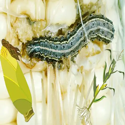 Play Viwavijeshi Vamizi: Fall ArmyWorm APK