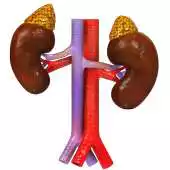 Free play online VR Adrenal Glands On Kidneys APK