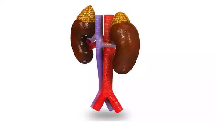 Play VR Adrenal Glands On Kidneys Play VR Adrenal Glands On Kidneys