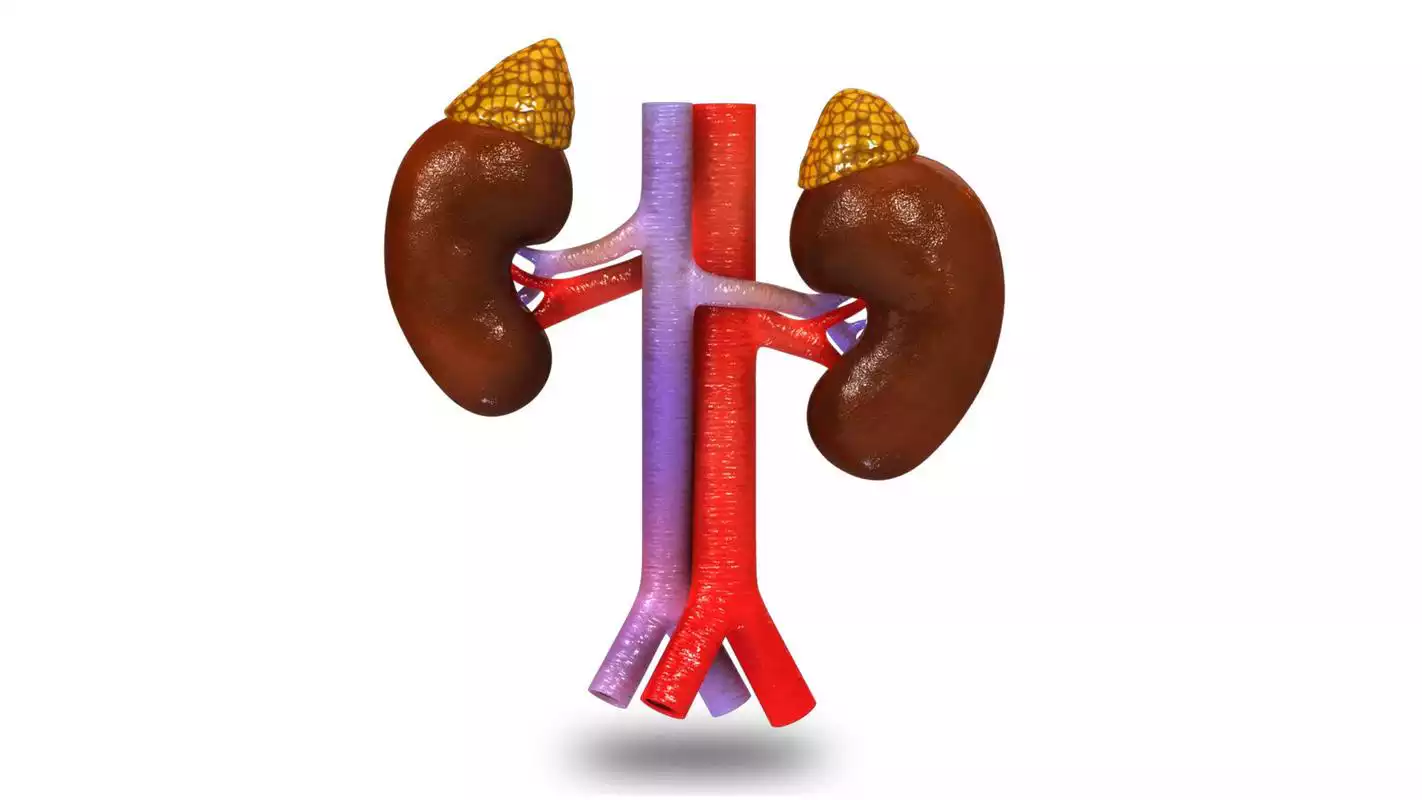 Play VR Adrenal Glands On Kidneys Play VR Adrenal Glands On Kidneys