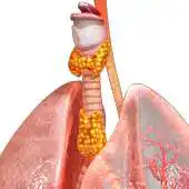 Free play online VR Endocrine Glands Male APK