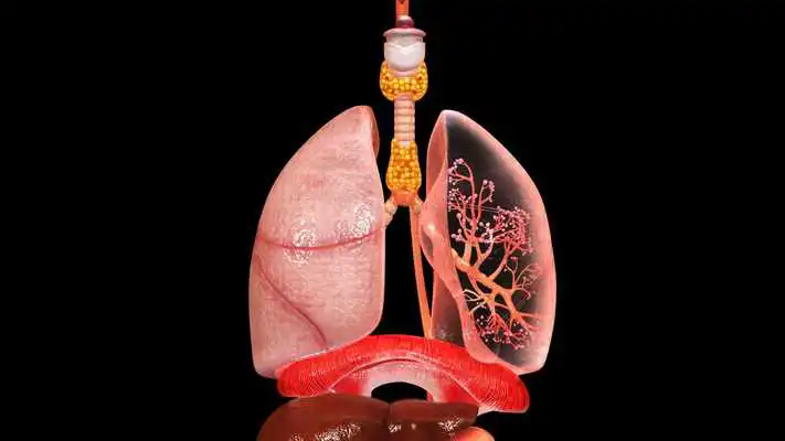 Play VR Endocrine Glands Male