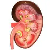 Free play online VR Human Kidney APK Free play online VR Human Kidney APK